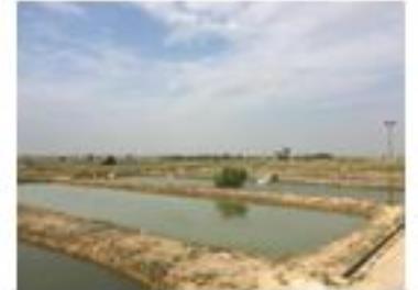 دستيابي به دانش فني  اصلاح نژاد ماهي کپور معمولي (Cyprinus carpio) فاز يک