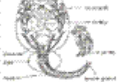 استحصال روتیفر S-type از استرین های بومی منطقه