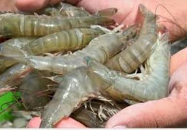 ضوابط و معیارهای مدیریت مرکز تکثیر میگو