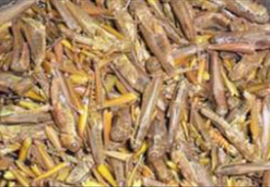 عنوان گزارش علمی : حشرات، منابع جدید غذایی برای آبزیان پرورشی