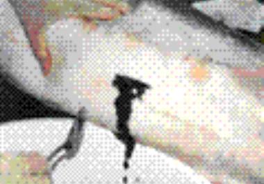 بررسی امکان استفاده مجدد از تخمک مولدین ماده ماهیان خاویاری از طریق جراحی به روش زنده