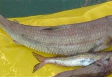 بررسی اثرات تغییر اقلیم بر زی توده و ترکیب صید ماهیان دریایی در محدوده آب‌های ایرانی خلیج فارس، دریای عمان و دریای خزر با تأکید بر پارامترهای درجه حرا