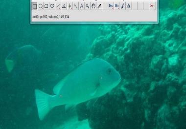 تخمين زي‌توده سرپاي گونه‌های غالب ماهيان زينتي موجود در آبهاي اطراف جزيره بوموسي (خليج‌فارس)