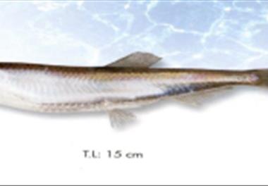 بررسی برخی پارامتر های بیولوژیک  و برآورد ذخایر کیلکا ماهیا ن در آبهای ایرانی دریای خزر ( 98-1397)