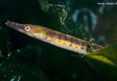 بررسی گونه ای در ساختار زیستی ماهیان در منطقه جنوب شرقی دریای خزر (مازندران، گهرباران)