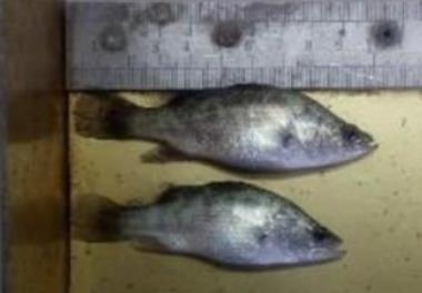 مولدسازی ماهی باس دریایی آسیایی (Lates calcarifer) در ایستگاه تحقیقاتی ماهیان دریایی بندر امام خمینی (ره)