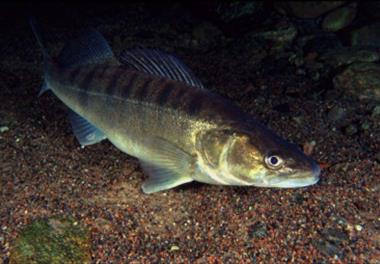 دستیابی به زی فن  پرورش  ماهی سوف سفید  Sander lucioperca از  مرحله انگشت قدی  تا  50 گرم