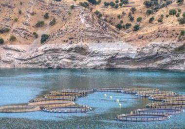 تعيين معيارها وضوابط ساماندهي مزارع پرورش ماهي در قفس‌هاي درياچه هاي غير قابل شرب پشت سدهاي کشور