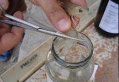 به‌گزینی و انتخاب مولدهای حاصله از هر نسل