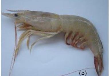 آناليز اقتصادی ـ اجتماعی صيد شناور های ميگوگير در آبهای استان بوشهر و هرمزگان 