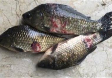 ﺗﺮﮐﻴﺐ ﺻﻴﺪ، ﻓﺮﺍﻭﺍﻧﯽ ﻭ ﻭﺿﻌﻴﺖ ﺑﻬﺪﺍﺷﺘﯽ ﻣﺎﻫﻴﺎﻥ ﺍﻗﺘﺼﺎﺩﯼ ﺗﺎﻻﺏ ﺍﻧﺰﻟﯽ