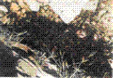 بررسی مناسب ترین روش برای تکثیر و پرورش گاماروس به عنوان غذای زنده در تغذیه ماهی