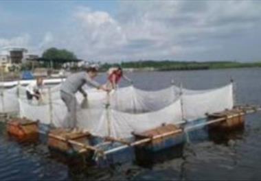 بررسی امکان رهاسازی بچه ماهیان خاویاری در آبراهه اسکله کیاشهر