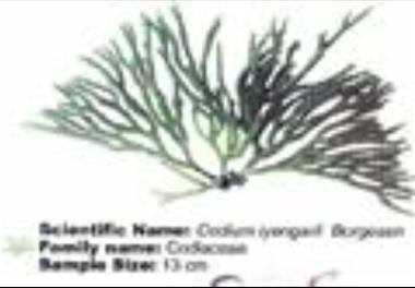 برآورد زمانی و مکانی جلبکهای به ساحل آورده شده در سواحل استان سیستان و بلوچستان