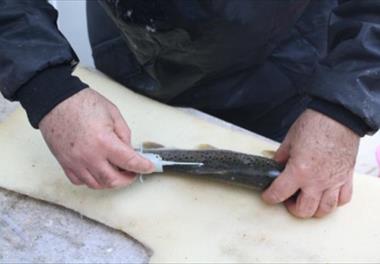 تولید 100،000 عدد ماهی آزاد دریای خزر (Salmo trutta caspius) با وزن 100 گرم سازگار شده با آب لب شور جهت پشتیبانی از قفس های مستقر در دریای خزر