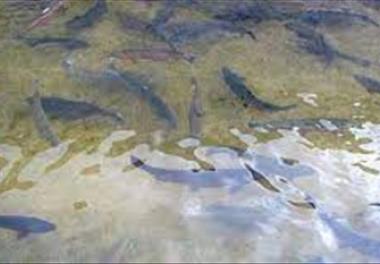 بررسی وضعیت آلودگی باکتریایی آب دریاچه سد سیمره و ارتباط آن با برخی از فاکتورهای فیزیکی و شیمیایی آب