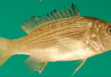 بررسی اثر عصاره بافت تخمدان  ماهی ماده  به عنوان فرومون بر استروئیدهای جنسی و شاخص‌های اسپرم در جنس نر ماهی صبیتی (Sparidentex hasta)