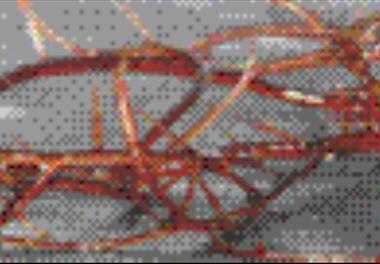 تولید فرآورده های بیولوژیک از جلبکهای قرمز گراسیلاریا ( Gracilaria sp. ) خلیج فارس و دریای عمان ( فاز اول : استخراج آگار )