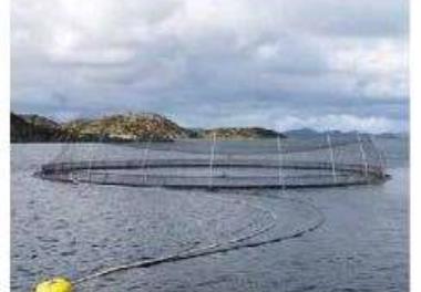 تدوین معیارها وضوابط زیستی پرورش ماهی در قفسهای دریایی
