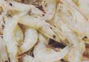 تعیین زمان بازگشایی و پایان فصل صید میگو سفید و تعیین ارتباط برخی پارامترهای اکولوژیک با تغییرات فراوانی در آبهای استان خوزستان