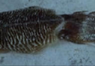بررسی وضعیت ذخایر ماهی مرکب ببری Sepia pharaonis در آبهای استان هرمزگان (خلیج فارس)