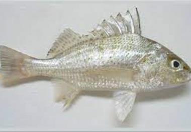 عنوان گزارش علمی-تحلیلی: ارائه وضعیت  برداشت از ذخایر ماهی سنگسر معمولی (Pomadasys kaakan Cuvier, 1830) و حلوا سفید (Pampus argenteus Euphrasen, 1788)