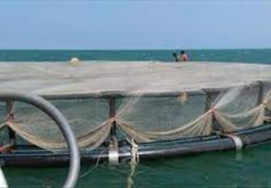 بررسی خصوصیات فیزیکو شیمیایی آب در محدوده استقرار قفس های پرورش ماهی (قبل از ماهیدار کردن)در حوزه جنوبی دریای خزر (سواحل مازندران-کلارآباد)