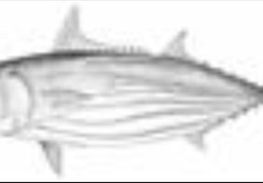 تعیین اثرات دو شیوه صید سنتی و صید صنعتیتون ماهیان بر یکدیگر در دریای عمان