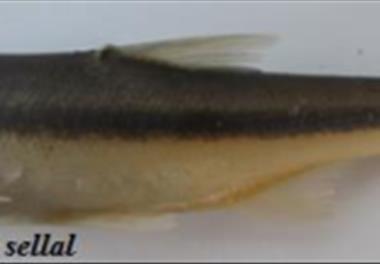 بررسی رژیم غذایی 10 گونه  از ماهیان  دریاچه سد آزاد سنندج به منظور فعالیت های شیلاتی