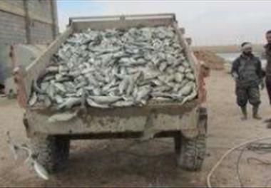 عنوان گزارش علمی: ارزیابی رشد ماهی سی‌باس آسیایی ( Lates calcarifer) در تراکم‌های مختلف در استخرهای خاکی مزارع آبادان