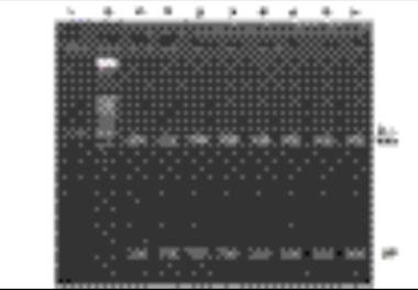 بررسی تنوع ژنتیکی در ماهی مرکب (  Sepia pharaonis) آبهای خلیج فارس و دریای عمان با استفاده از نشانگر RFLP