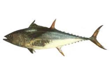 بررسي امکان استفاده از سنجش از دور براي برآورد پراکنش تون ماهيان در آبهاي درياي عمان- فاز نخست: مطالعاتي