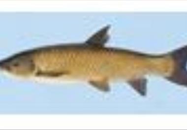 پرورش متراکم بچه ماهیان کپور علفخوار (Ctenopharyngodon idella) در استخرهای بتونی با خوراک پلت شده