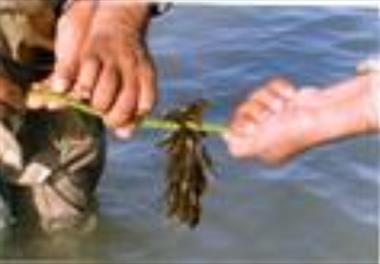 بررسی امکان پرورش جلبکهای مهم و اقتصادی با تاکید برجنس گراسیلاریا در مناطق طبیعی و استخرهای خاکی