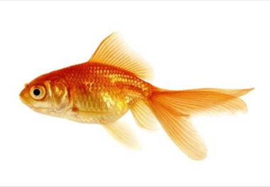 بررسی شیوع و شدت آلودگی انگلی در ماهیان قرمز پرورشی(Carassius auratus) در استان گیلان