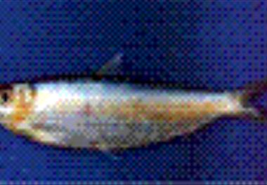 بررسی مولکولی جمعیت ماهی ساردین روغنی (Sardinella longiceps ) و ارائه مارکرهای مولکولی جهت شناسایی ٤ گونه از ساردین ماهیان خلیج فارس و دریای عمان