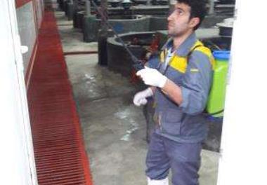 ارزیابی شاخص های بهداشتی و استقرار ایمنی زیستی در مرکز پیش قرنطینه پایلوت تحقیقاتی تولید قزل آلای عاری از بیماری خاص SPF