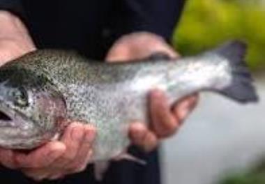 عنوان گزارش علمی : گزارش توجیهی زیست محیطی  پرورش ماهی قزل آلای رنگین کمان (Onchorhynchus mykiss ) در قفس در دریای خزر 