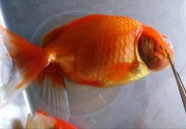 بررسی عوامل ویروسی مهم در مزارع اصلی پرورش ماهی قرمز (Carassius auratus)   در استان گیلان