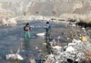 بررسی تنوع، فراوانی و زی‌‌توده جوامع ماکروبنتوز شاخه‌‌های رودخانه سیروان (سدژاوه- سنندج) (1403-1402)