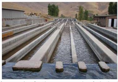 عنوان گزارش علمی : گزارش عملکرد اجرایی فاز اول طرح کلان «تولید قزل‌‌آلای رنگین کمان عاری از بیماری‌‌های خاص (SPF)» برای کارفرما