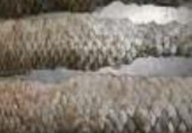 عنوان دستورالعمل فنی: تهیه کلاژن از پوست کپور ماهیان پرورشی