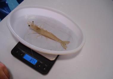 توليد مولد هاي سه نسل متوالي از ذخيره اوليه میگوی سفید غربی