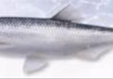 ارزیابی ذخایر ماهی سفید و گونه‌های کمیاب ماهیان استخوانی در آبهای ایرانی دریای خزر (97ـ1396)
