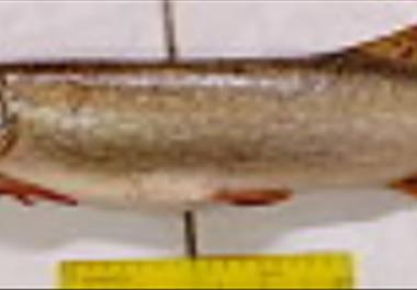 مطالعات پراکنش، بوم شناسی، تغذیه و تولیدمثل ماهیان در تالاب انزلی و رودخانه های آن