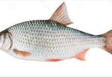 بررسی خصوصیات تولیدمثل ماهی کپور (Cyprinus carpio) و کلمه  (Rutilus caspicus) در پره‌های صیادی سواحل ایرانی دریای خزر
