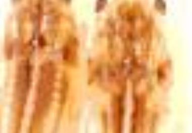 روشهای تعیین اختلالات امبریوژنز در دوره انکوباسیون و نگهداری لارو تاسماهی و ازون برون