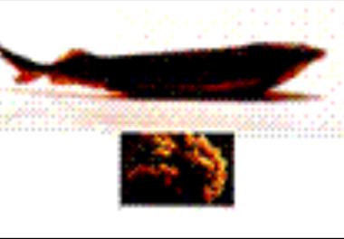 استخراج رنگدانه های موجود در خاویار قره برون و چالباش