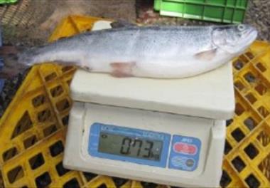 بررسی اثر تراکم ذخیره ماهی (قزل آلای رنگین کمان) در قفس شناور بر عملکرد رشد و تولید نهایی در جنوب دریای خزر