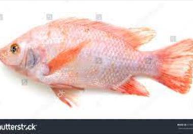 مقایسه کارایی دوسیستم نرسینگ1 در تیلاپیا تک جنس (تیلاپیا سیاه Oreochromis niloticus و تیلاپیا هیبرید قرمز Oreochromis sp.)